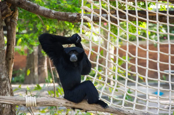 パタヤ タイのカオ Kheow オープン動物園の猿のビュー — ストック写真