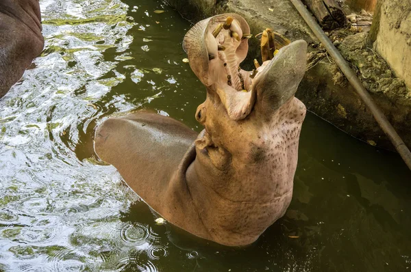 Vista Hipopótamo Khao Kheow Open Zoo Pattaya Tailândia — Fotografia de Stock