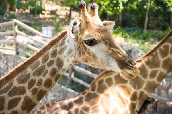 Vista Girafa Khao Kheow Open Zoo Pattaya Tailândia — Fotografia de Stock