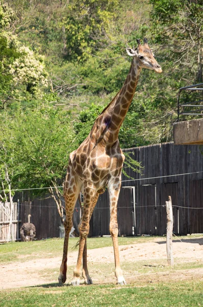 Widok Żyrafa Khao Kheow Open Zoo Pattaya Tajlandia — Zdjęcie stockowe