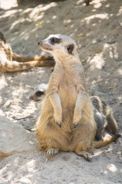 Προβολή Των Meerkats Στο Ζωολογικό Κήπο Pattaya Ταϊλάνδη — Φωτογραφία Αρχείου