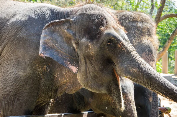 Vista Elefantes Zoológico Pattaya Tailandia —  Fotos de Stock