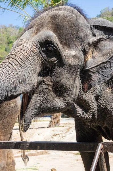 Vista Del Elefante Zoológico Pattaya Tailandia —  Fotos de Stock