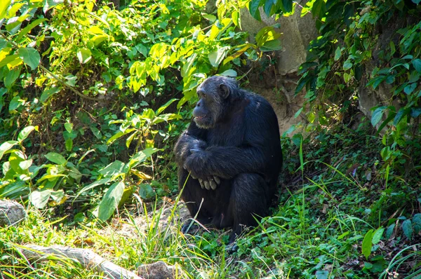 Vista Del Chimpancé Zoológico Pattaya Tailandia — Foto de Stock