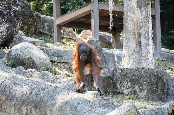 Vista Del Orangután Zoológico Pattaya Tailandia — Foto de Stock