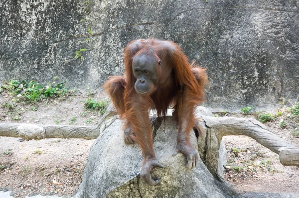 Pattaya Tayland Hayvanat Bahçesindeki Orangutan Manzarası — Stok fotoğraf