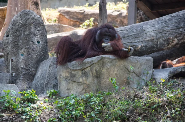 Vista Orangotango Zoológico Pattaya Tailândia — Fotografia de Stock