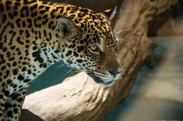 View of leopard at zoo in Pattaya, Thailand