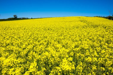 Sarı kolza alan mavi gökyüzü, Fransa