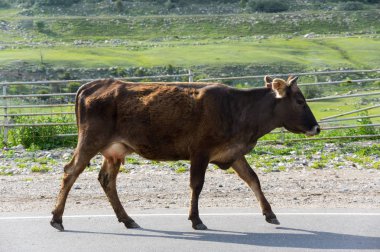 Baksan gorge Kabardey-çatışmalar işgalciler, Rusya'nın Kafkasya dağlarında'inek görünümünü