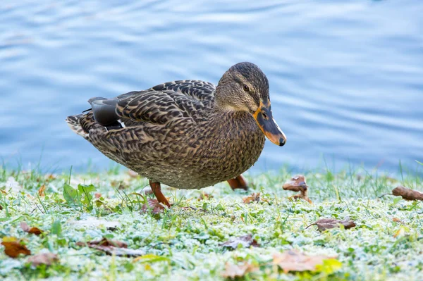 池塘岸边的孤野鸭鸭 — 图库照片