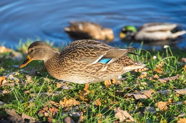 Yeşilbaş Ördekler Görünümünü Gölün Kıyısında — Stok fotoğraf