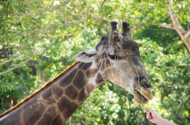 Zürafa görünümünü arka planda yeşil ormanlarda, Tayland