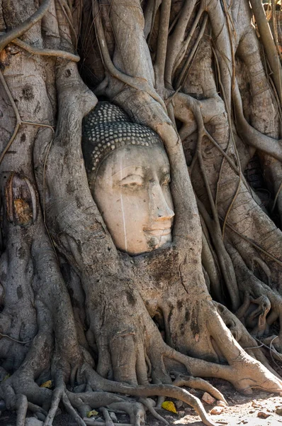 Uma Cabeça Pedra Buda Cercada Pelas Raízes Árvore Wat Prha — Fotografia de Stock