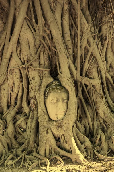 Sten Huvud Buddha Omgiven Trädets Rötter Wat Prha Mahathat Temple — Stockfoto