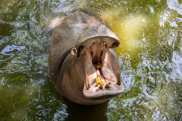 Vista Hipopótamo Khao Kheow Open Zoo Pattaya Tailândia — Fotografia de Stock