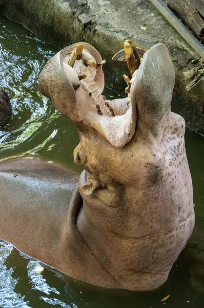 View Hippopotamus Khao Kheow Open Zoo Pattaya Thailand — Stock Photo, Image