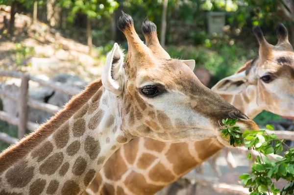 Vista Girafa Khao Kheow Open Zoo Pattaya Tailândia — Fotografia de Stock