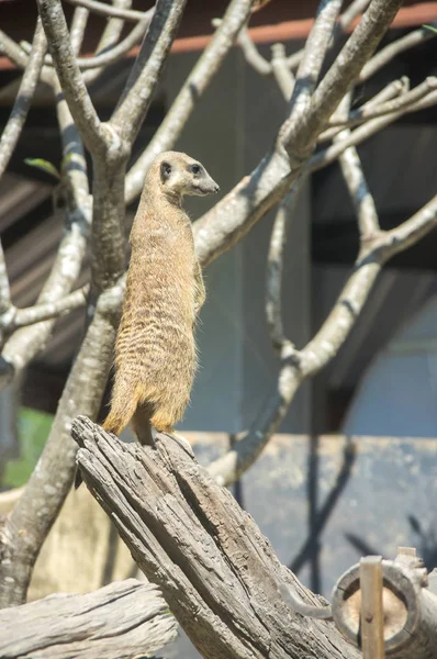 Vista Meerkat Zoológico Pattaya Tailândia — Fotografia de Stock