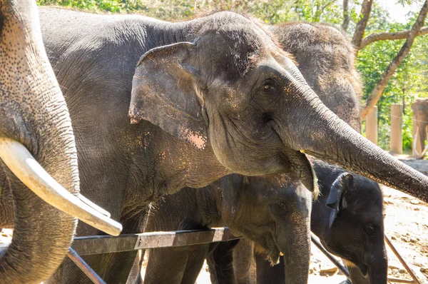 Vista Elefantes Zoológico Pattaya Tailandia — Foto de Stock