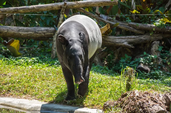 View Tapir Zoo Pattaya Thailand — Stock Photo, Image