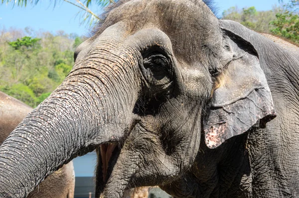 Veduta Dell Elefante Allo Zoo Pattaya Thailandia — Foto Stock