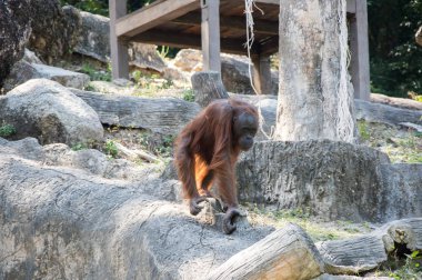 Pattaya, Tayland 'da hayvanat bahçesindeki orangutan manzarası