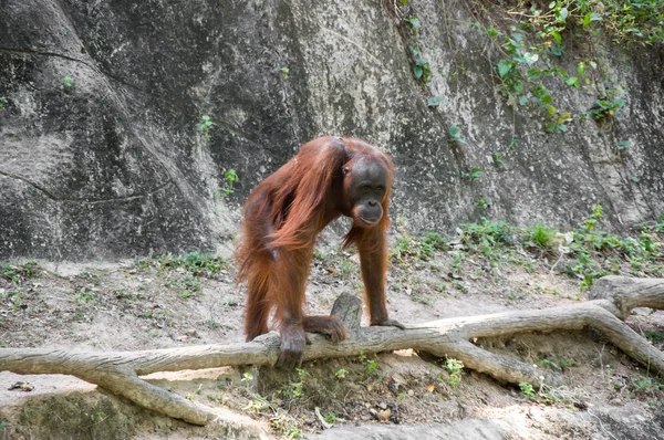 Vista Del Orangután Zoológico Pattaya Tailandia —  Fotos de Stock