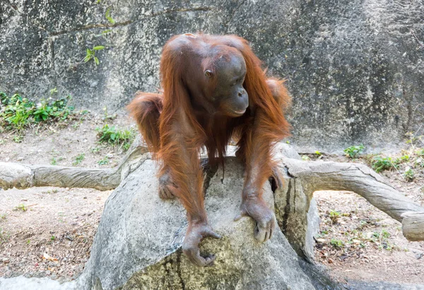 泰国帕塔亚动物园的猩猩景观 — 图库照片