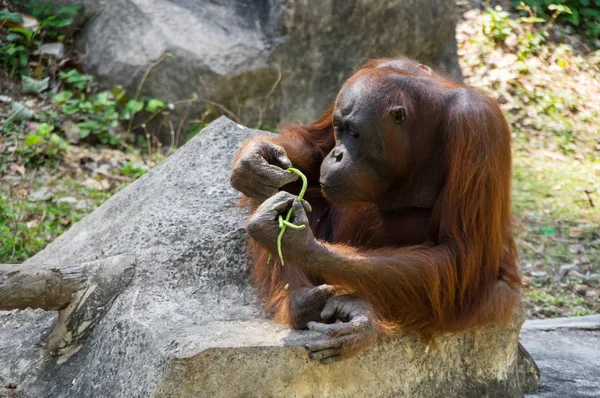 Vista Del Orangután Zoológico Pattaya Tailandia —  Fotos de Stock