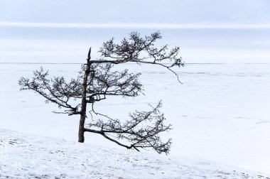 Sahil Olkhon adanın Baykal Gölü, Sibirya, Rusya Federasyonu