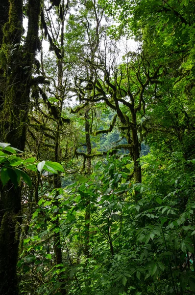 Vista del bosque — Foto de Stock