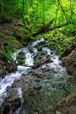Kafkas Dağları'nda brook görünümünü