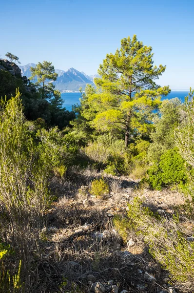 Akdeniz kıyıları. — Stok fotoğraf