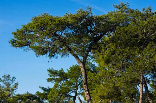 Blick auf den Wald in kemer, Türkei — Stockfoto