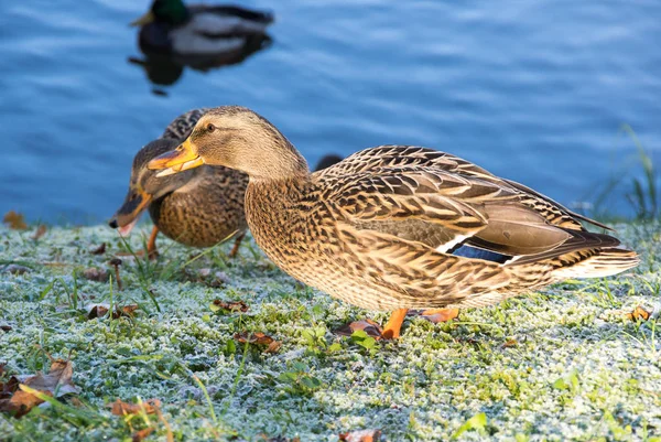 Uitzicht op Mallard Ducks — Stockfoto