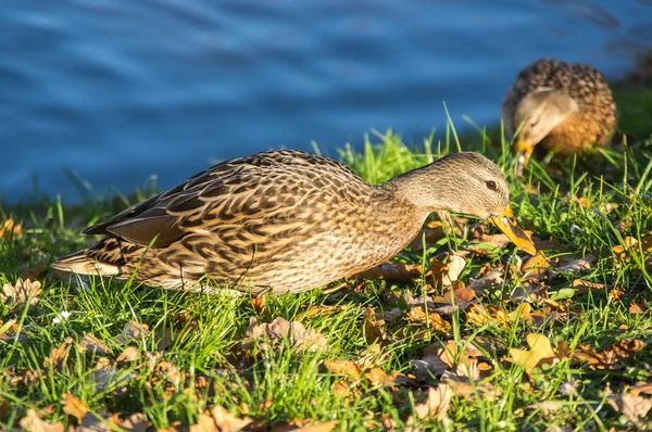 Uitzicht op Mallard Ducks — Stockfoto