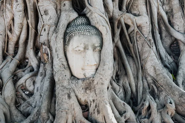 Uma cabeça de pedra de Buda em Wat Prha Mahathat Temple — Fotografia de Stock