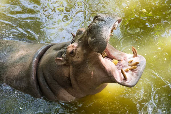 Khao Kheow Zoológico aberto em Pattaya — Fotografia de Stock