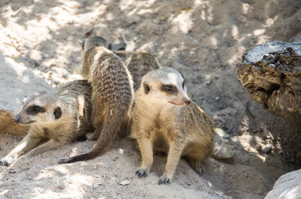 Vue des suricates — Photo