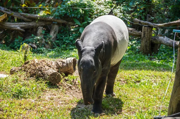 Widok tapiru — Zdjęcie stockowe