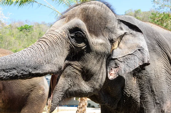 Uitzicht op de olifant — Stockfoto