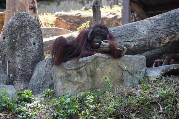 Vista del orangután — Foto de Stock