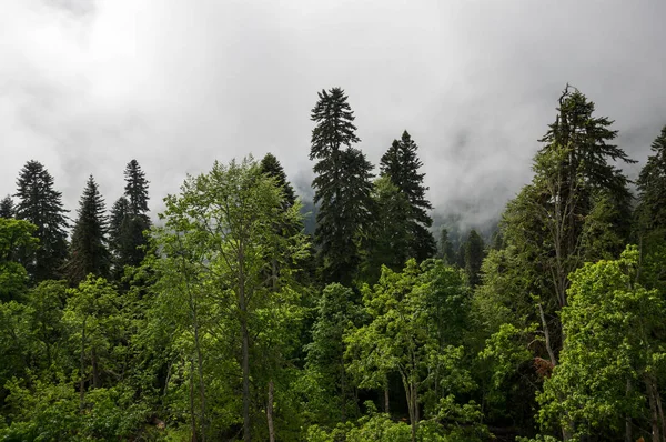 View of the forest — Stock Photo, Image