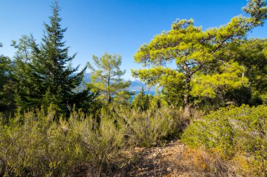 Akdeniz kıyıları.