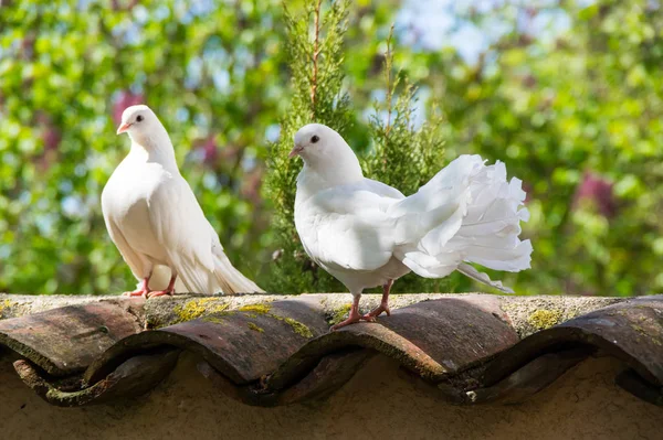 White doves in the garden — Stock Photo, Image