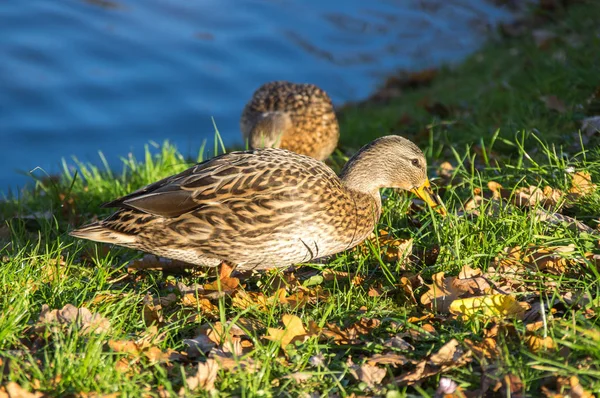 Uitzicht op Mallard Ducks — Stockfoto