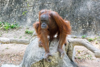 orangutan görünümü