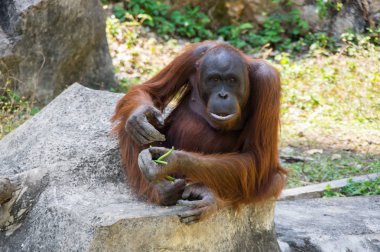 orangutan görünümü