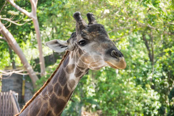 Vista da girafa nas selvas — Fotografia de Stock